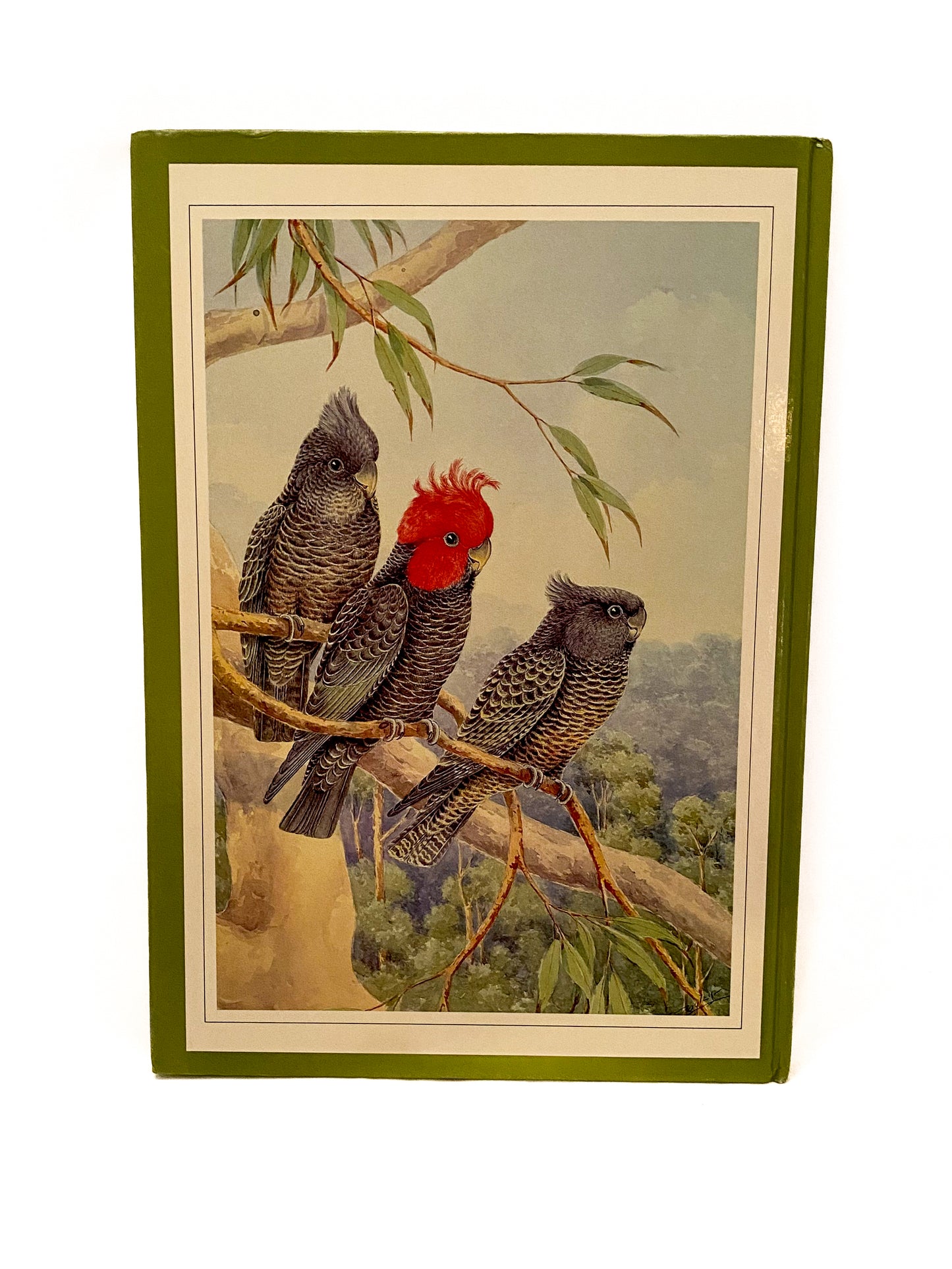 Australian Parrots and Cockatoos, Cayley and Prince