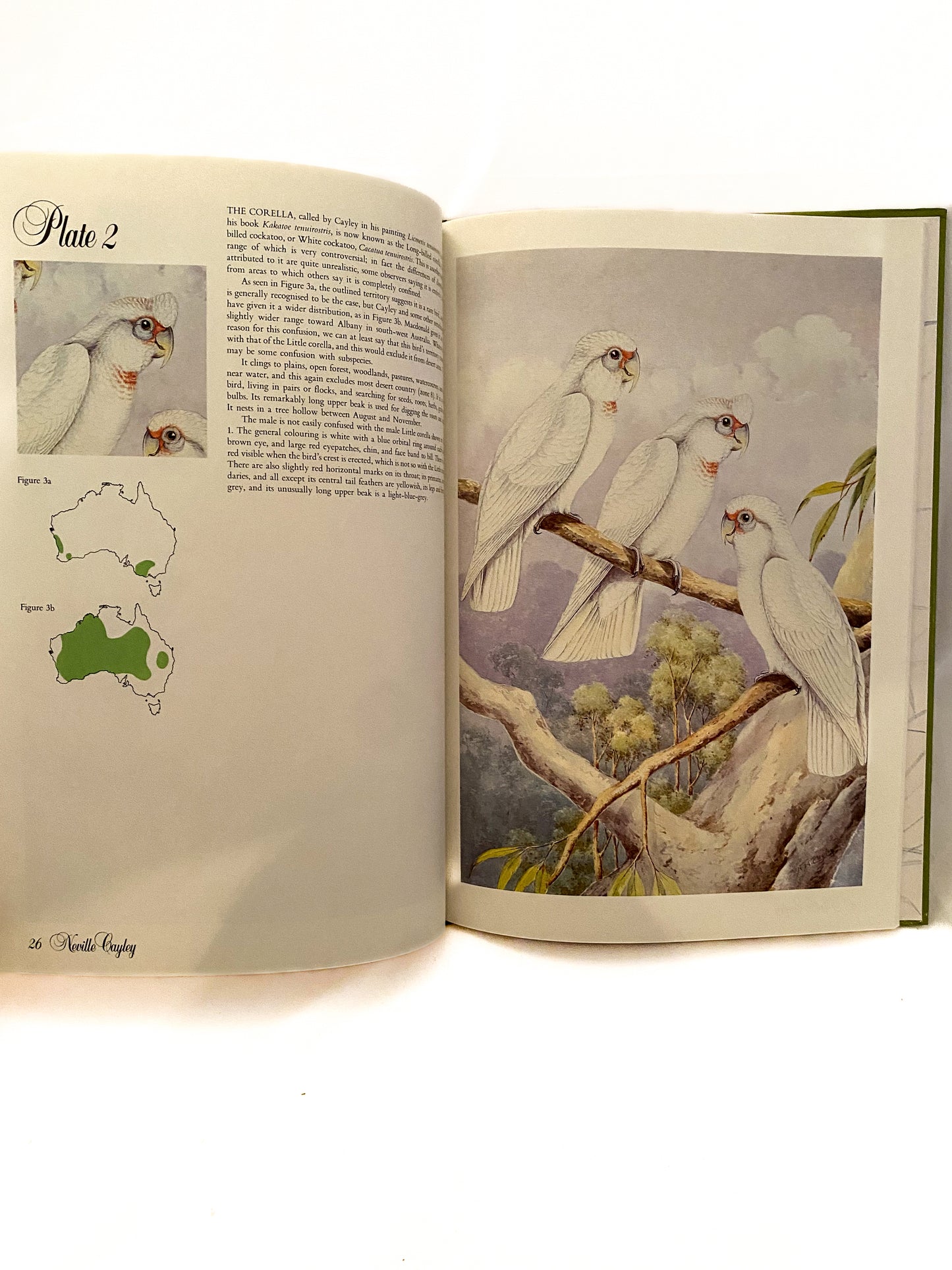 Australian Parrots and Cockatoos, Cayley and Prince