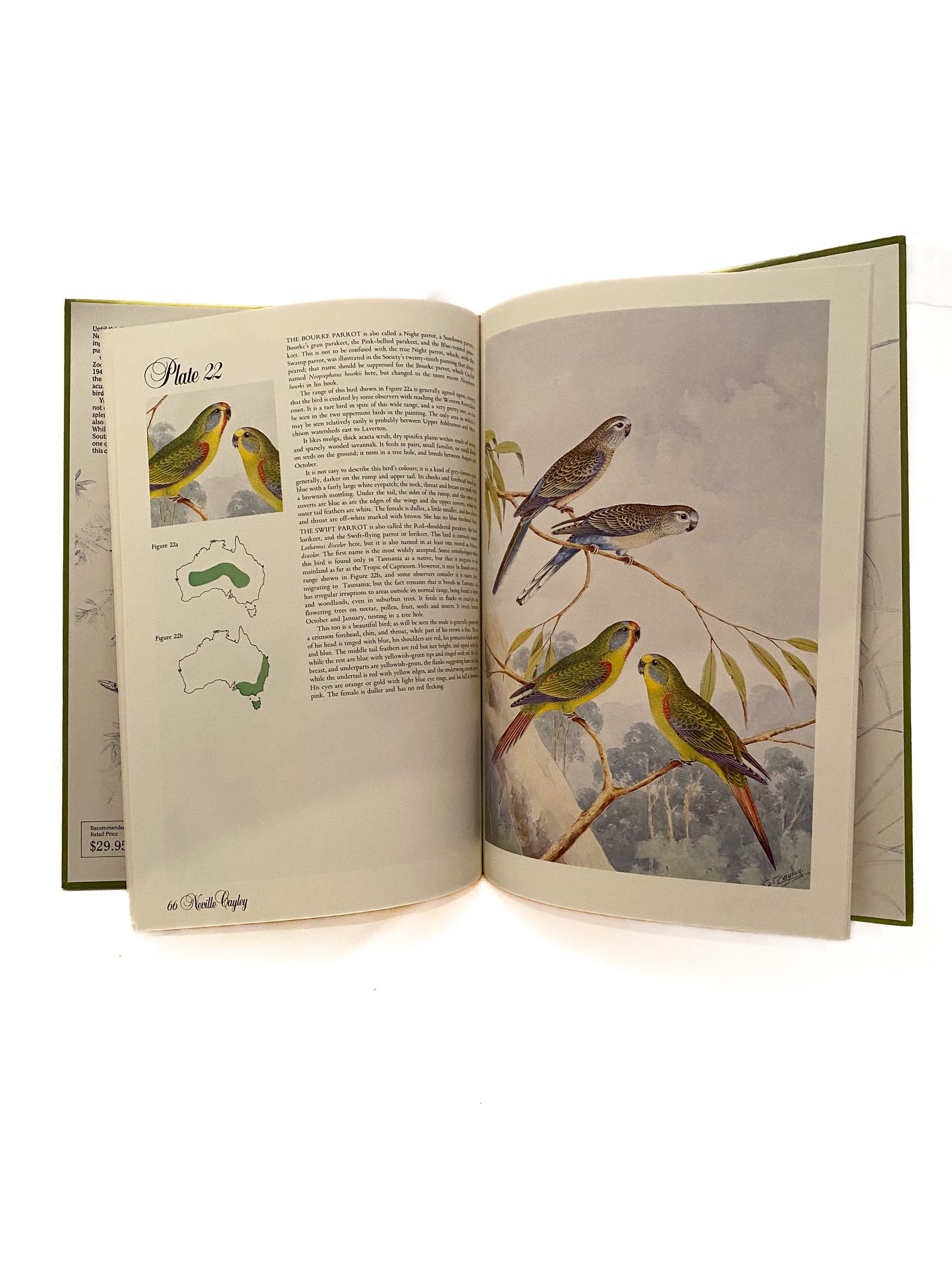 Australian Parrots and Cockatoos, Cayley and Prince