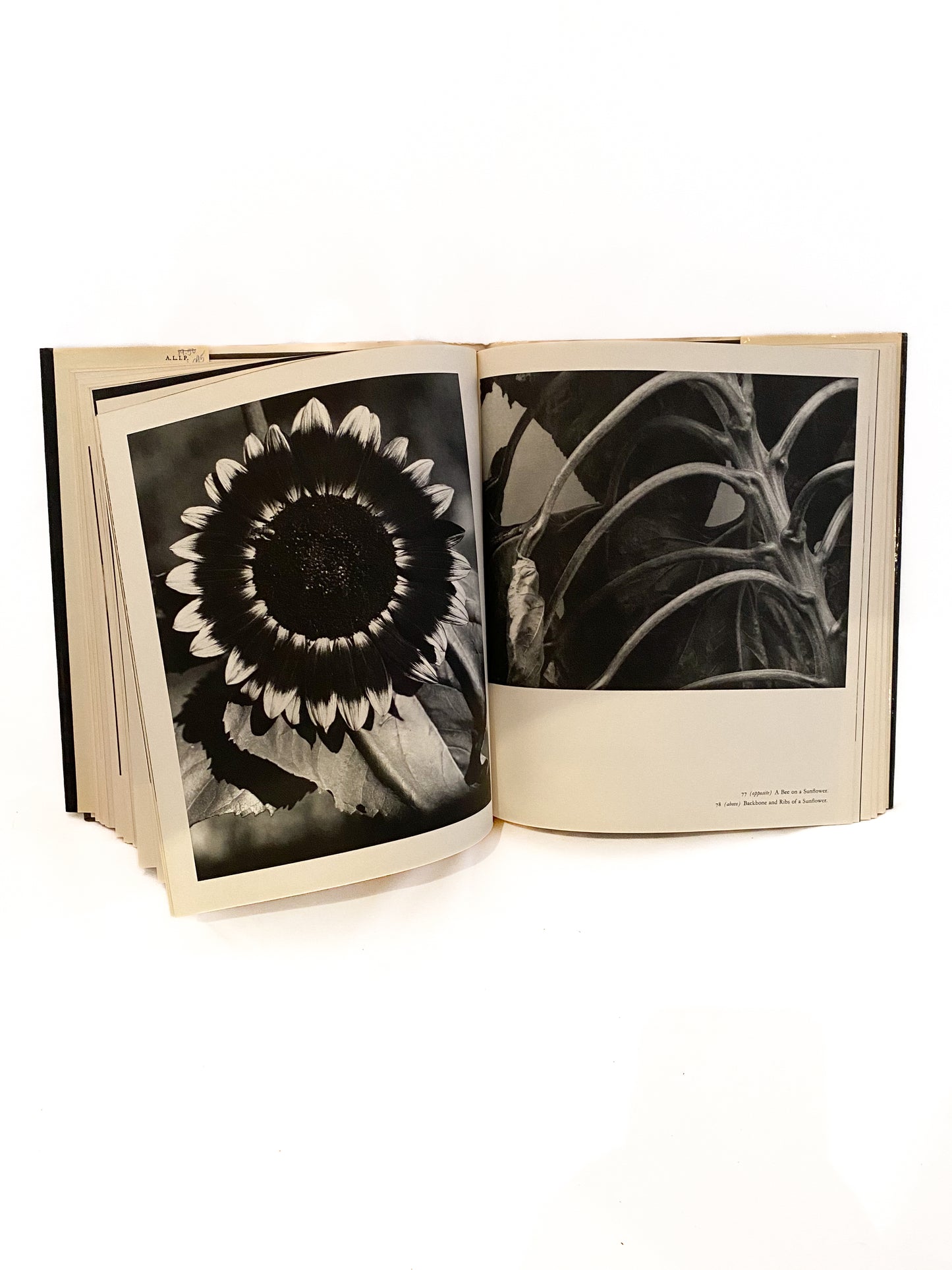 A Life in Photography, Steichen