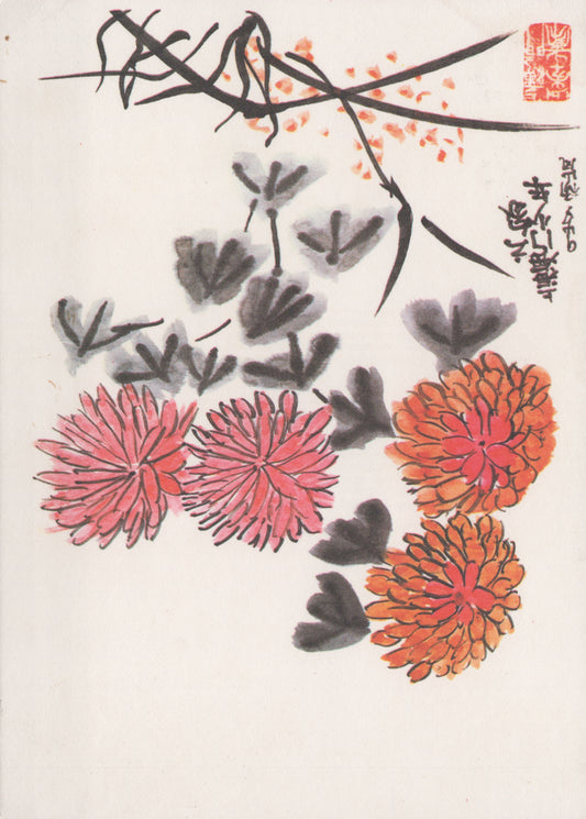 Chrysanthemum, China