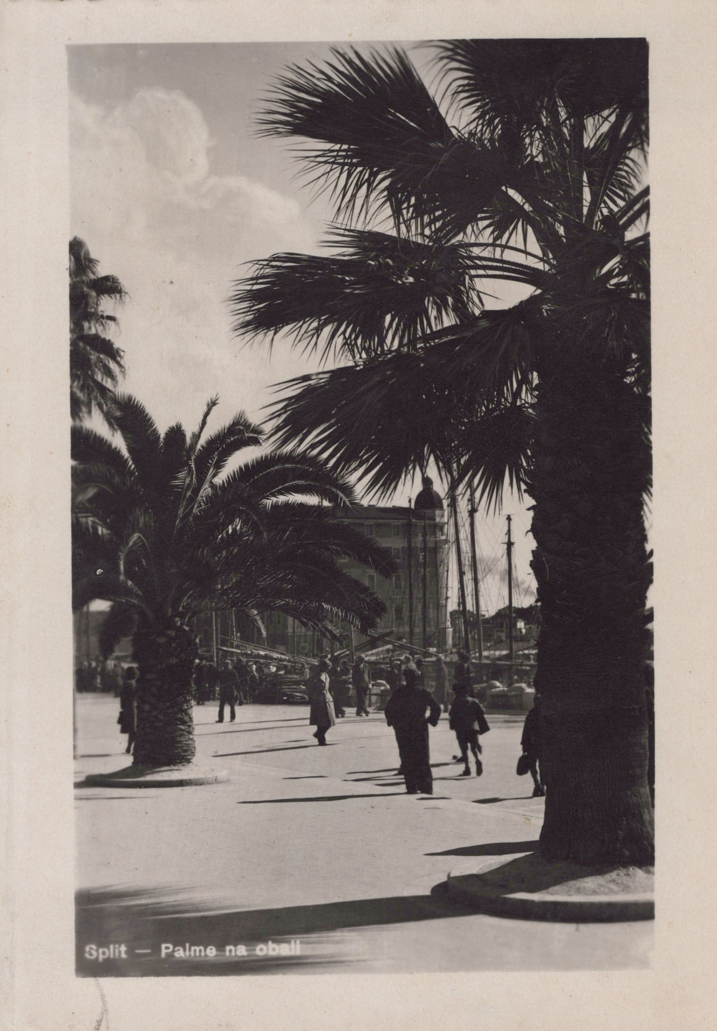 Palms, Split
