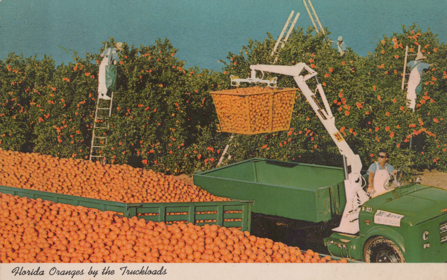 Oranges by the Truckloads, Florida