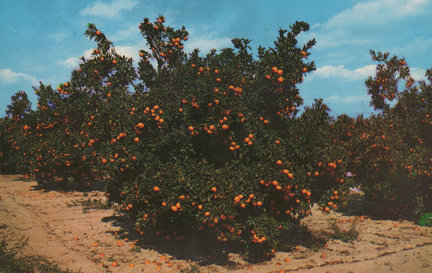 Oranges, Florida