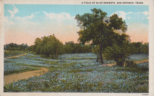 Blue Bonnets, Texas