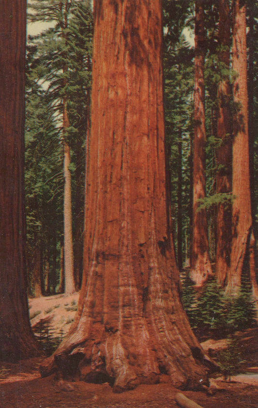 Big Trees, Yosemite