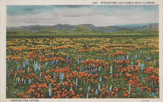 Poppies and Lupine, California