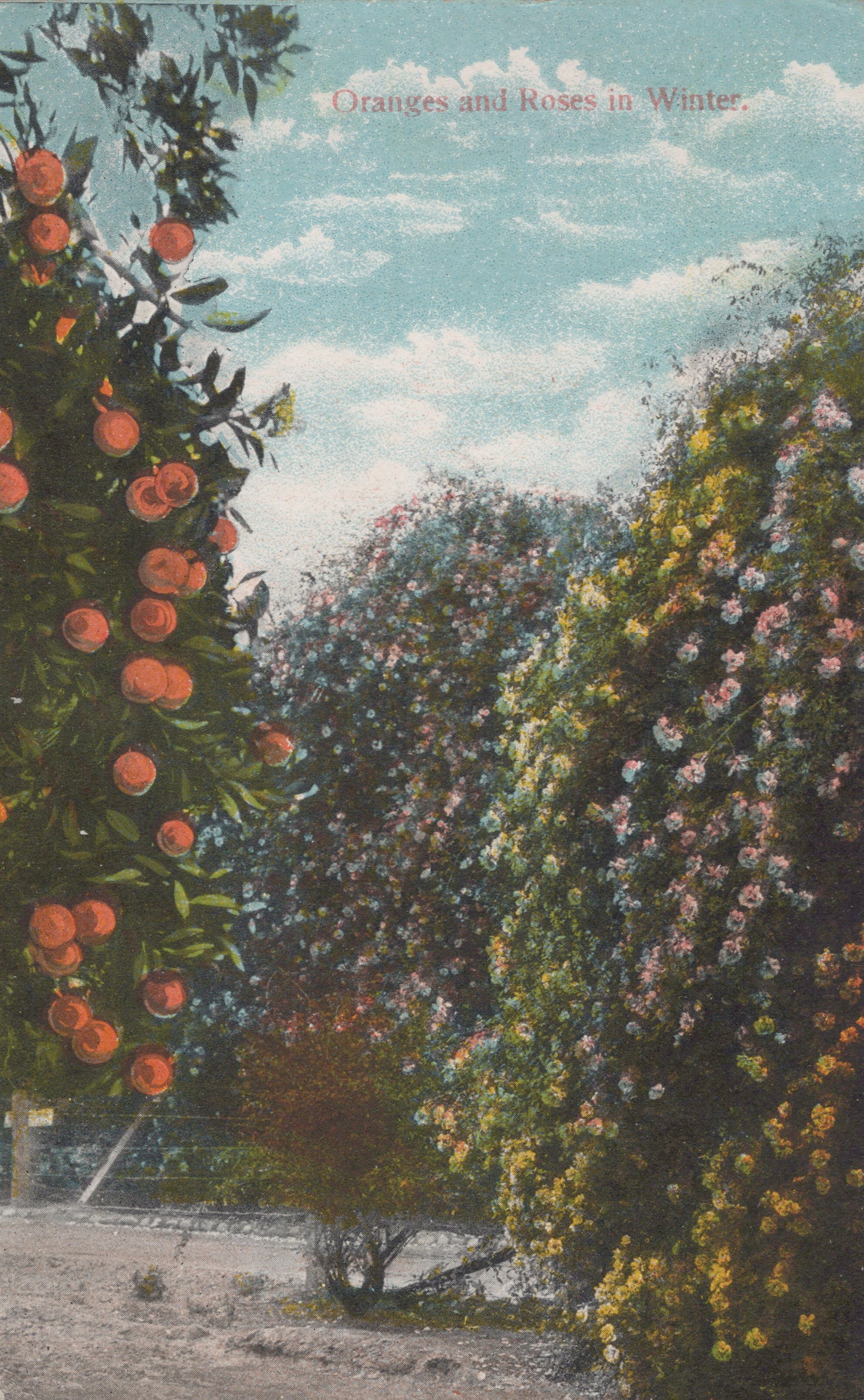 Winter Oranges and Roses, California